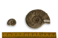 F 12957
<br/>
<br/>
<em></em>